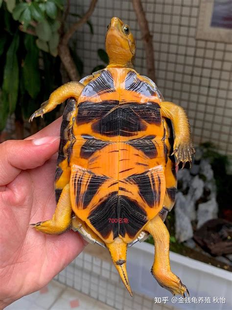 金乌龟